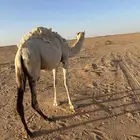 بكره للبيع