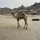 قعود العمر 6 شهور