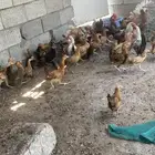 دجاج