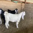 تيوس