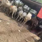 ضان للبيع العدد 24