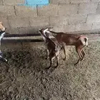 ماعز و ولدها