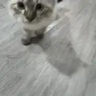 قط تبتي