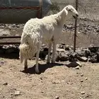 خروف