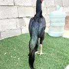 تم البيع اسال ان يبارك لمن شراء