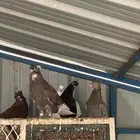حمام قطايف