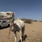 قعود ركبي للبيع