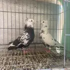 حمام قطيفي قنادي نمش