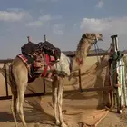 قعود طبع شرط ثني