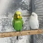 ازواج باتجي انجليزي احجام جانبو منتجه