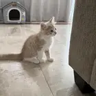 قط للتبني