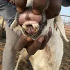شاه حريه التفاصيل في المقطع