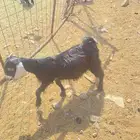 للبيع تيس سمين