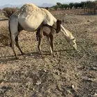 ناقه مهجنه للبيع