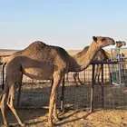 للبيع بكره صفراء