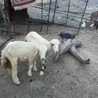 رخال