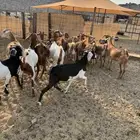 ماعز محايلي صنف