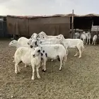ضان حريات مضاريع ودفيع