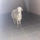 غنم