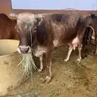 بقره كفوو
