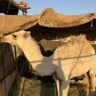 للبيع قعود لباني طيب