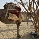 رحوال طيبه تمشي مع البل وتمشي لاحالها وحده من عيونها منفقعه