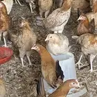 دجاح للبيع