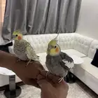جوز كروان كوكتيل