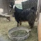 عنز عارضيه صنف