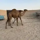 مفاريد عدد 3 سومها 6800