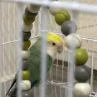 طير روز غير مدرب انثى