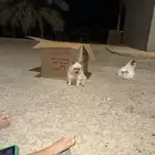 كلاب للبيع