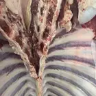 حشوان بلدي شرط من البر إليكم والحم شرط