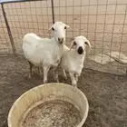 شاه