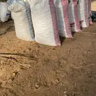 تمر علف غنم ابل