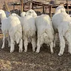 طليان