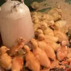 صيصان بط بكيني