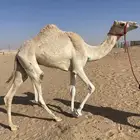 قعود حق سابق بيده عدة مرات ومنافس