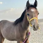 مهر شعبي كفو