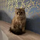 للبيع قطط
