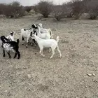 معازا 4معه 4