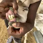 رخل للبيع