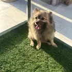 كلب بومرينيان