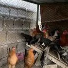 دجاج بلدي العدد 13
