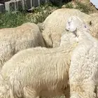 صيادة بني مالك