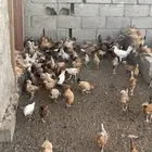 دجاج بلدي فواتح العمر من ثلاثه اشهر الى اربعه