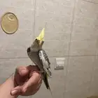 كروان للبيع