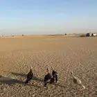 دجاج رومي