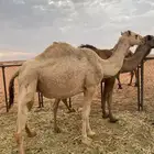 للبيع بكرتين ملاقي