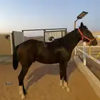 حصان انجليزي حارر